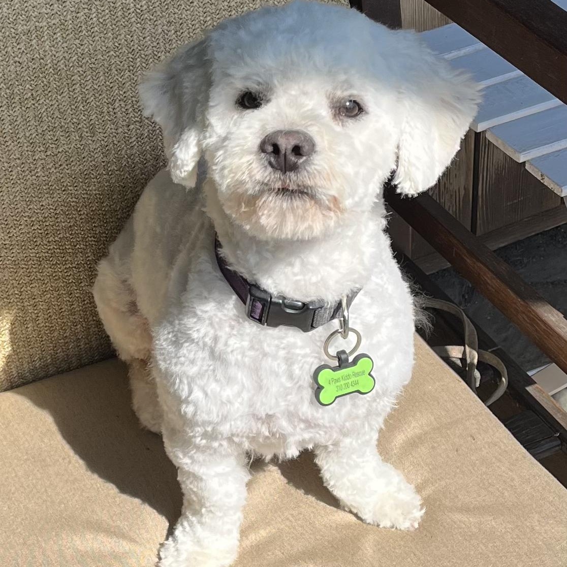 Remy, ADOPTABLE, Adult Male Maltipoo.