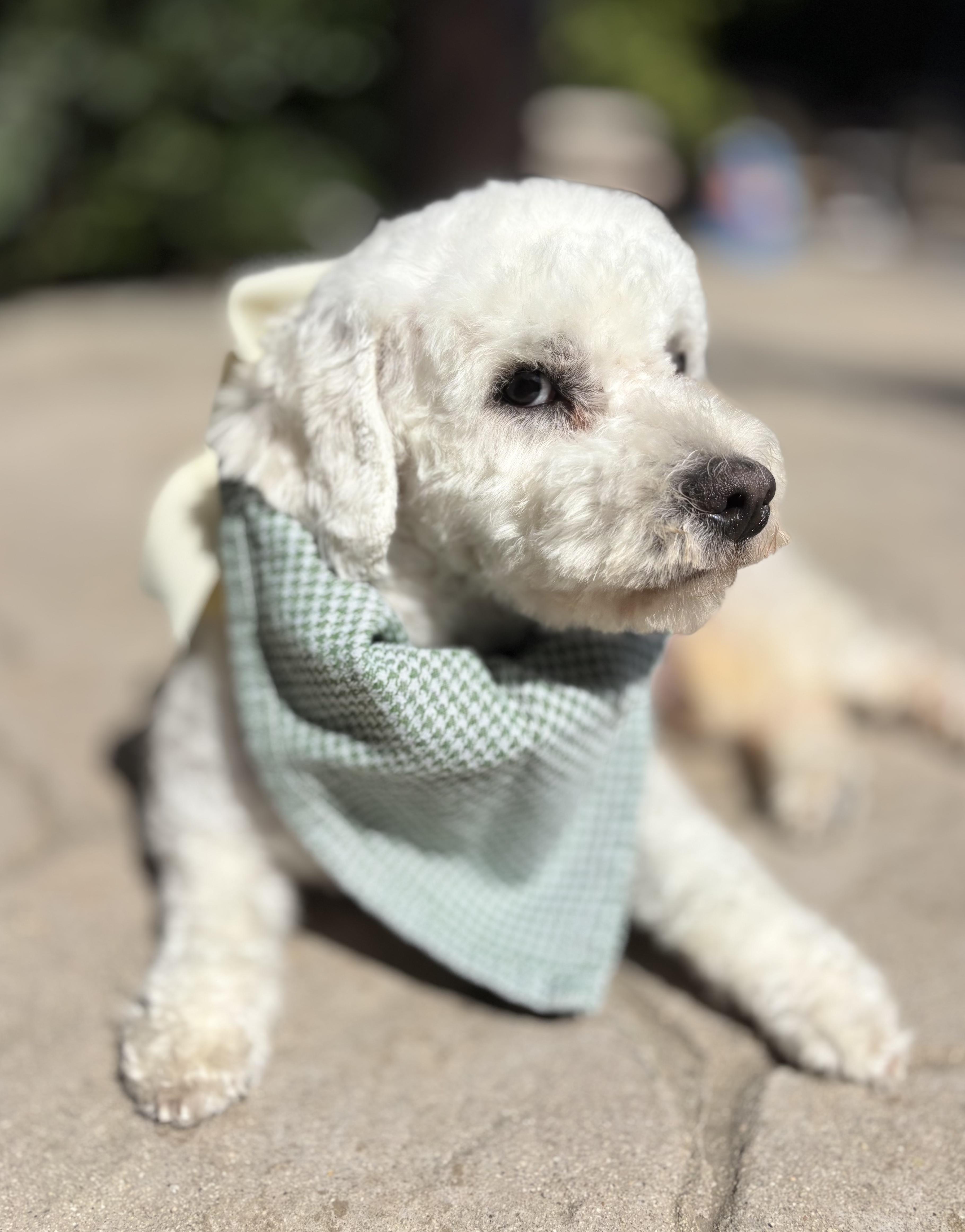 Remy, a hold Maltipoo in Los Angeles, CA image 3/4