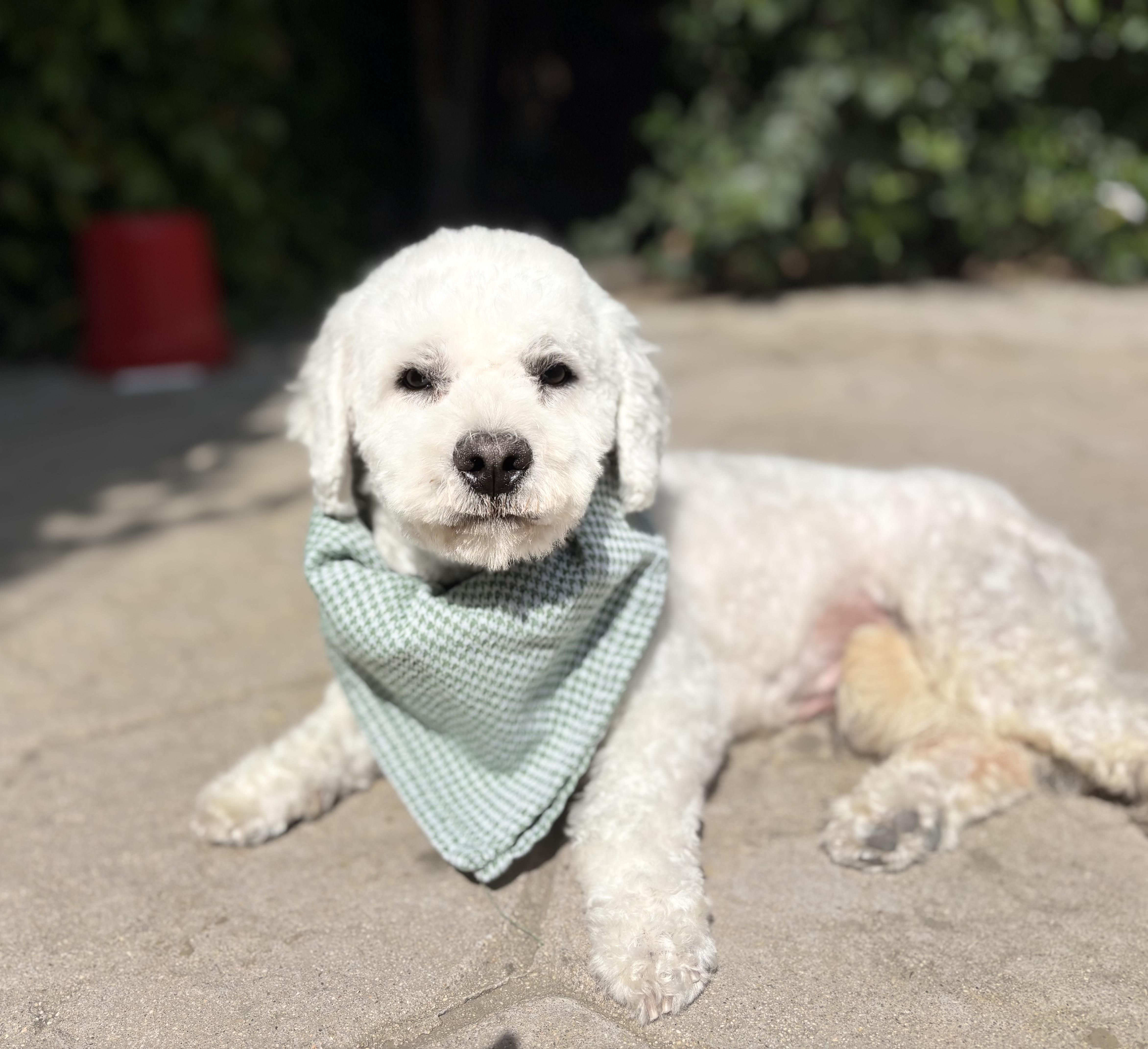 Remy, a hold Maltipoo in Los Angeles, CA image 4/4