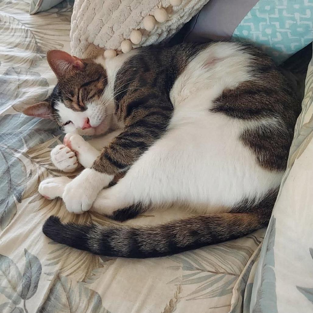 George, Adoptable, Adult Male Domestic Short Hair.