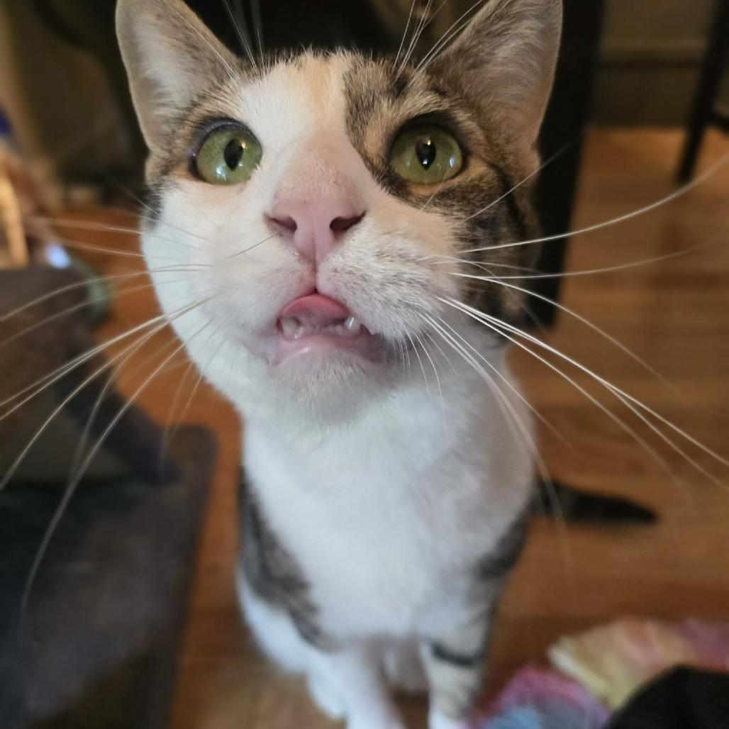 Enlarge George, a Adoptable Domestic Short Hair in Jarrettsville, MD image 2/6