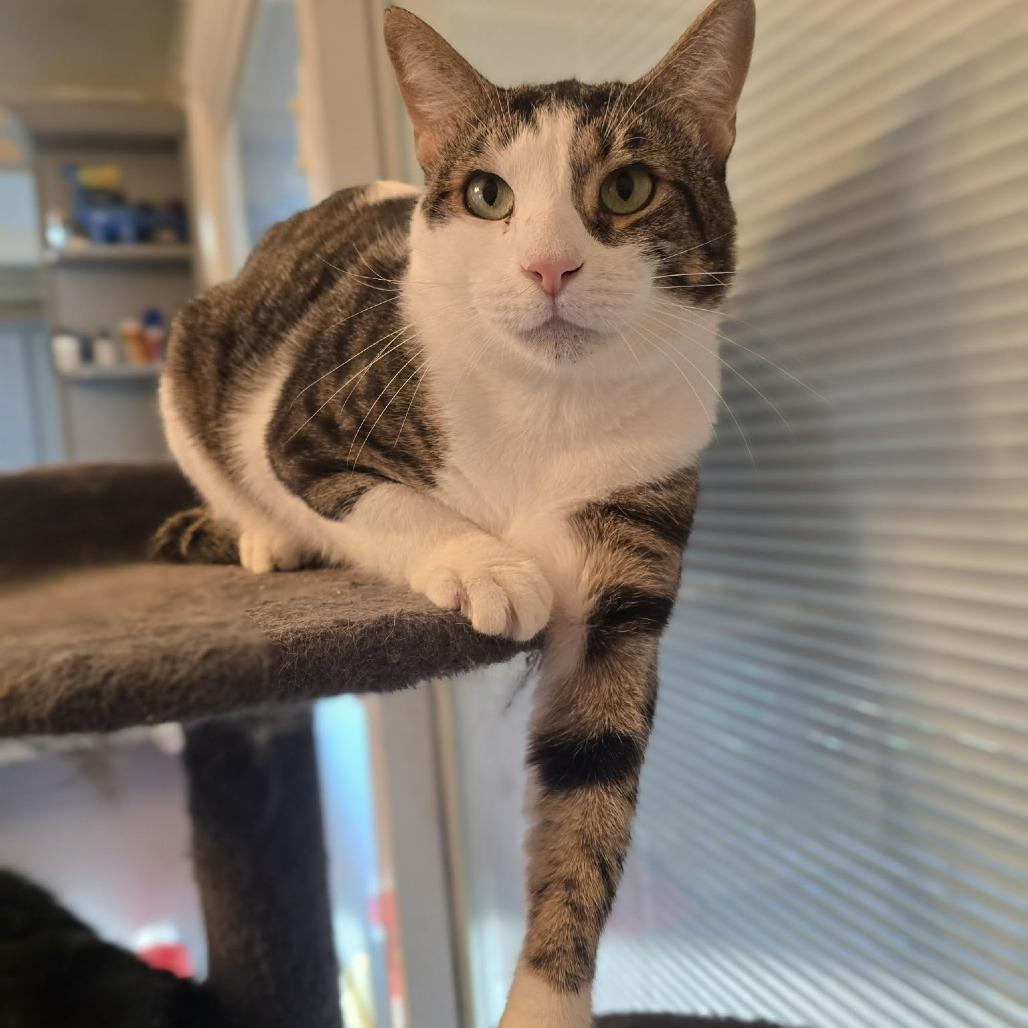 Enlarge George, a Adoptable Domestic Short Hair in Jarrettsville, MD image 3/6
