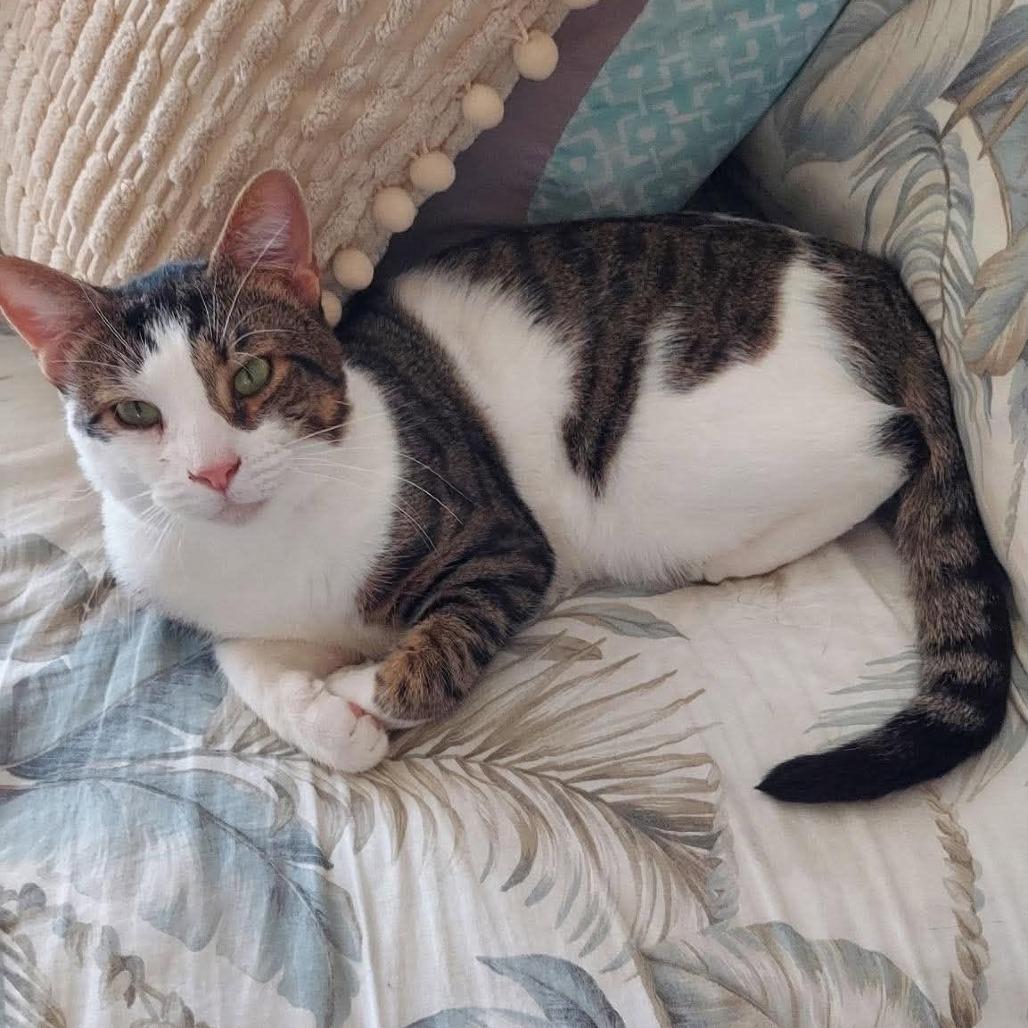 Enlarge George, a Adoptable Domestic Short Hair in Jarrettsville, MD image 4/6