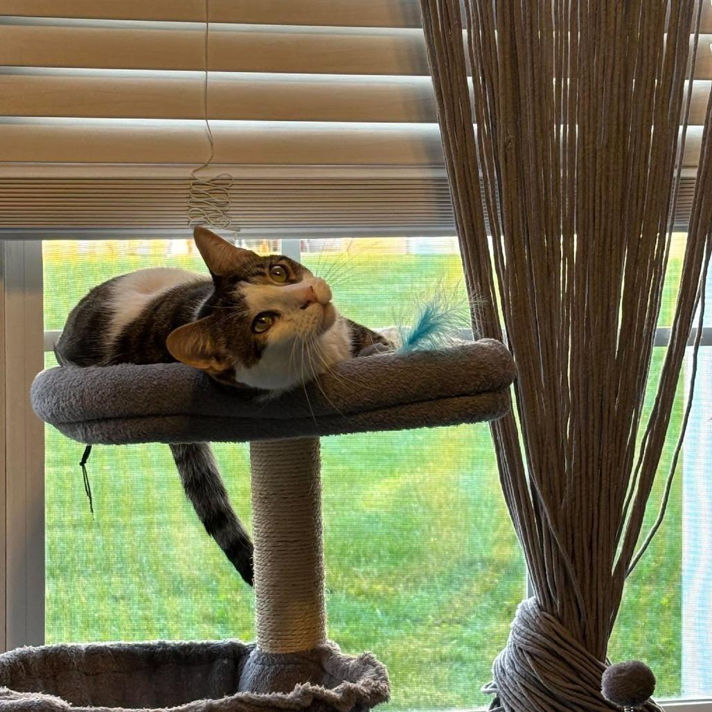 Enlarge George, a Adoptable Domestic Short Hair in Jarrettsville, MD image 5/6