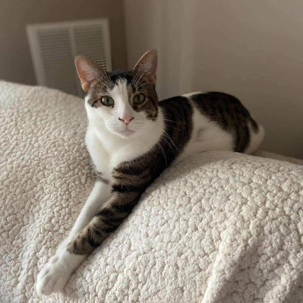 Enlarge George, a Adoptable Domestic Short Hair in Jarrettsville, MD image 6/6