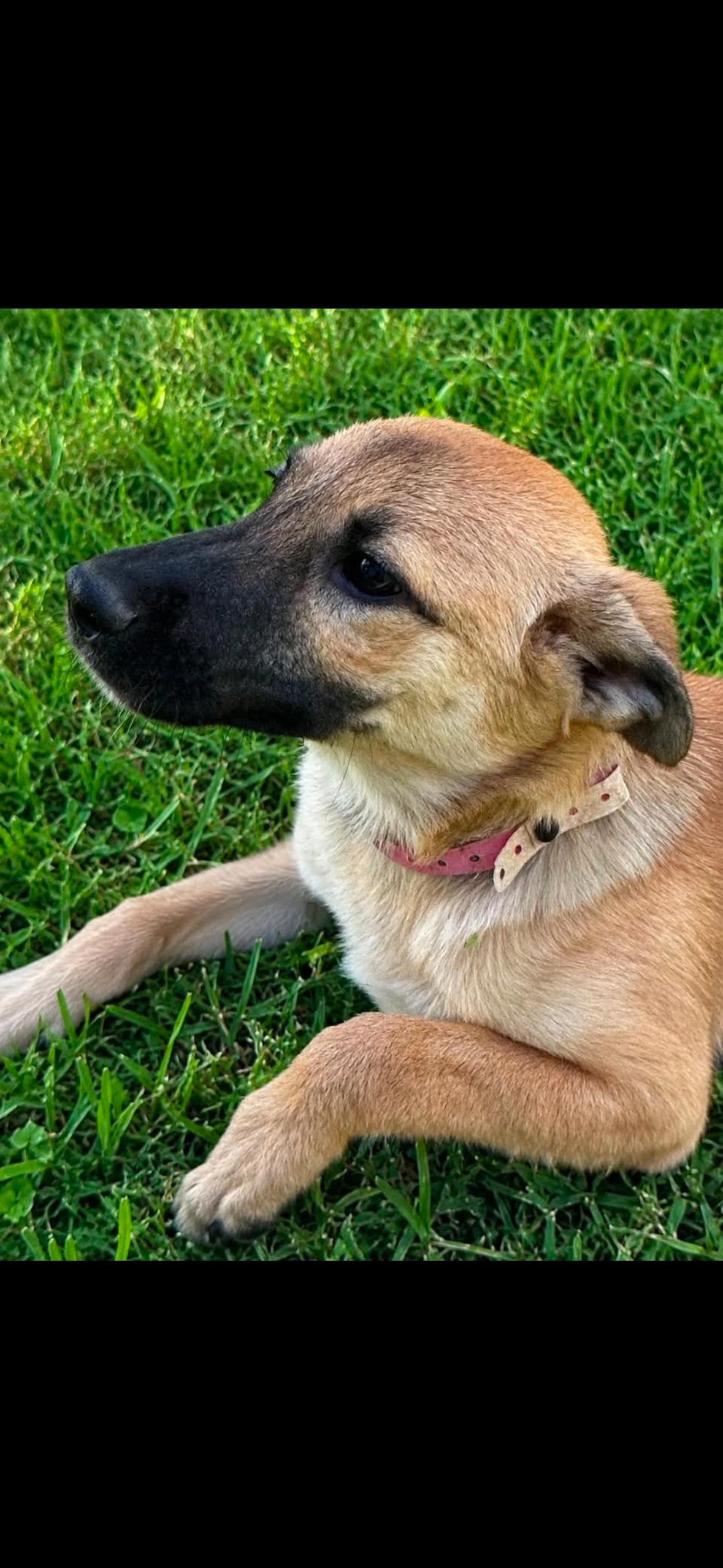 Enlarge Bebe, a ADOPTABLE mixed breed in Marengo, IL image 3/3