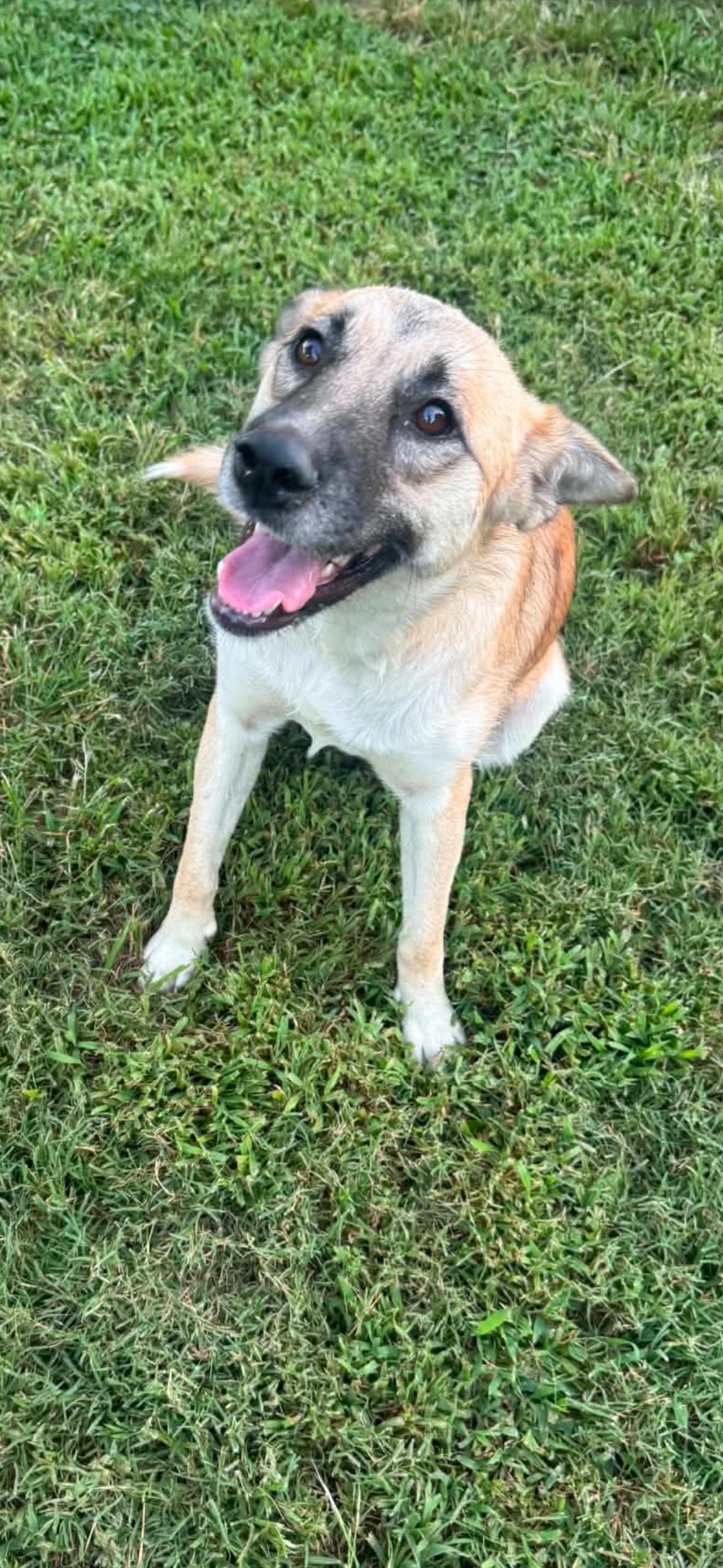 Enlarge Bebe, a ADOPTABLE mixed breed in Marengo, IL image 2/3