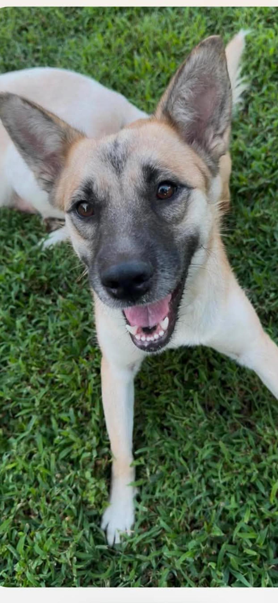 Bebe, ADOPTABLE, Young Female Mixed Breed & Shepherd.