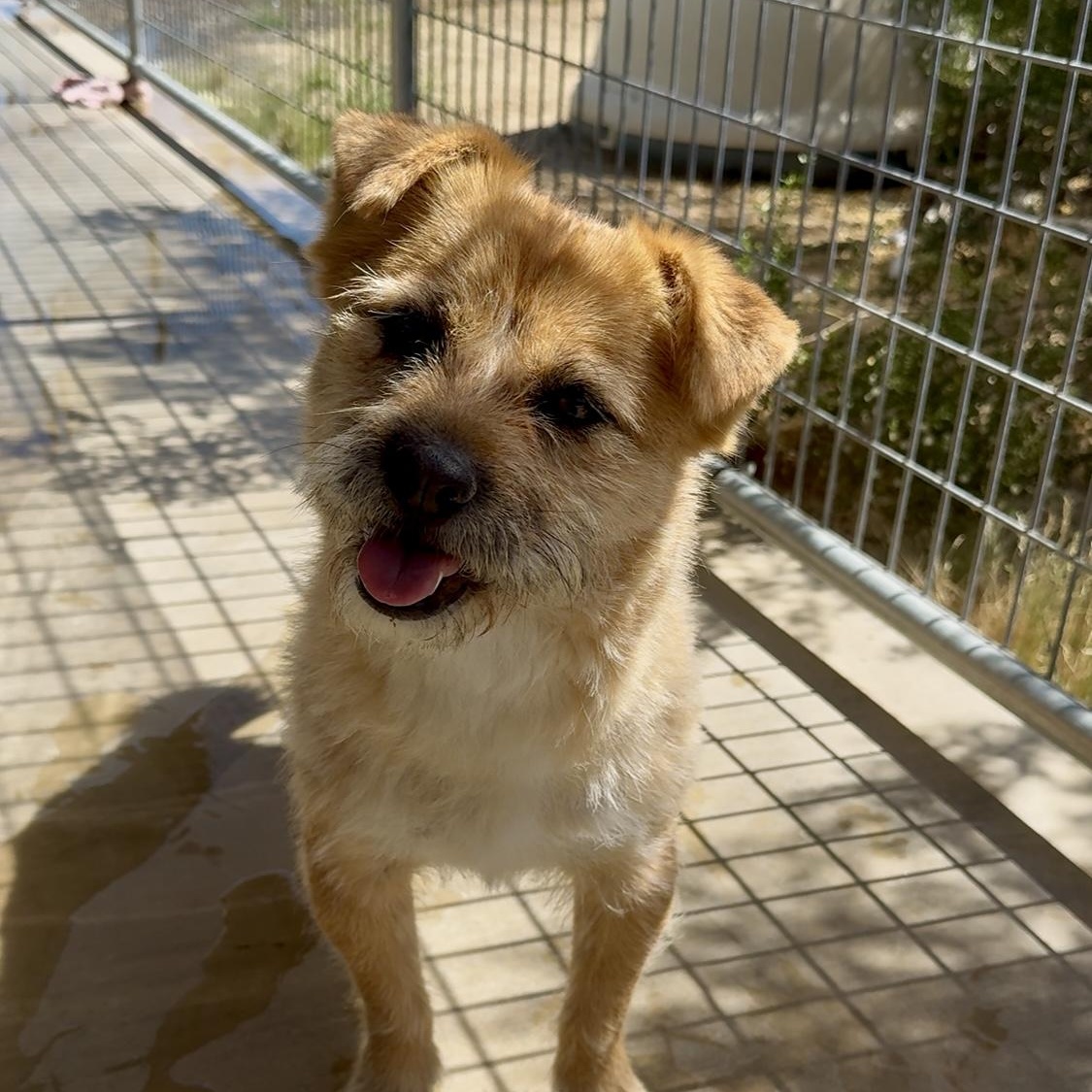 Stanley, Adoptable, Adult Male Terrier.