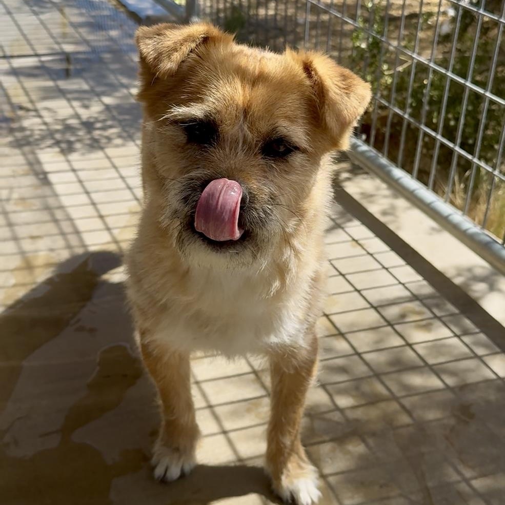 Stanley, a Adoptable mixed breed in Littlerock, CA image 2/6