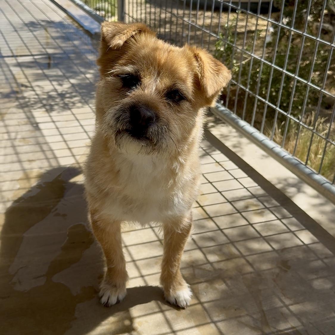 Stanley, a Adoptable mixed breed in Littlerock, CA image 3/6