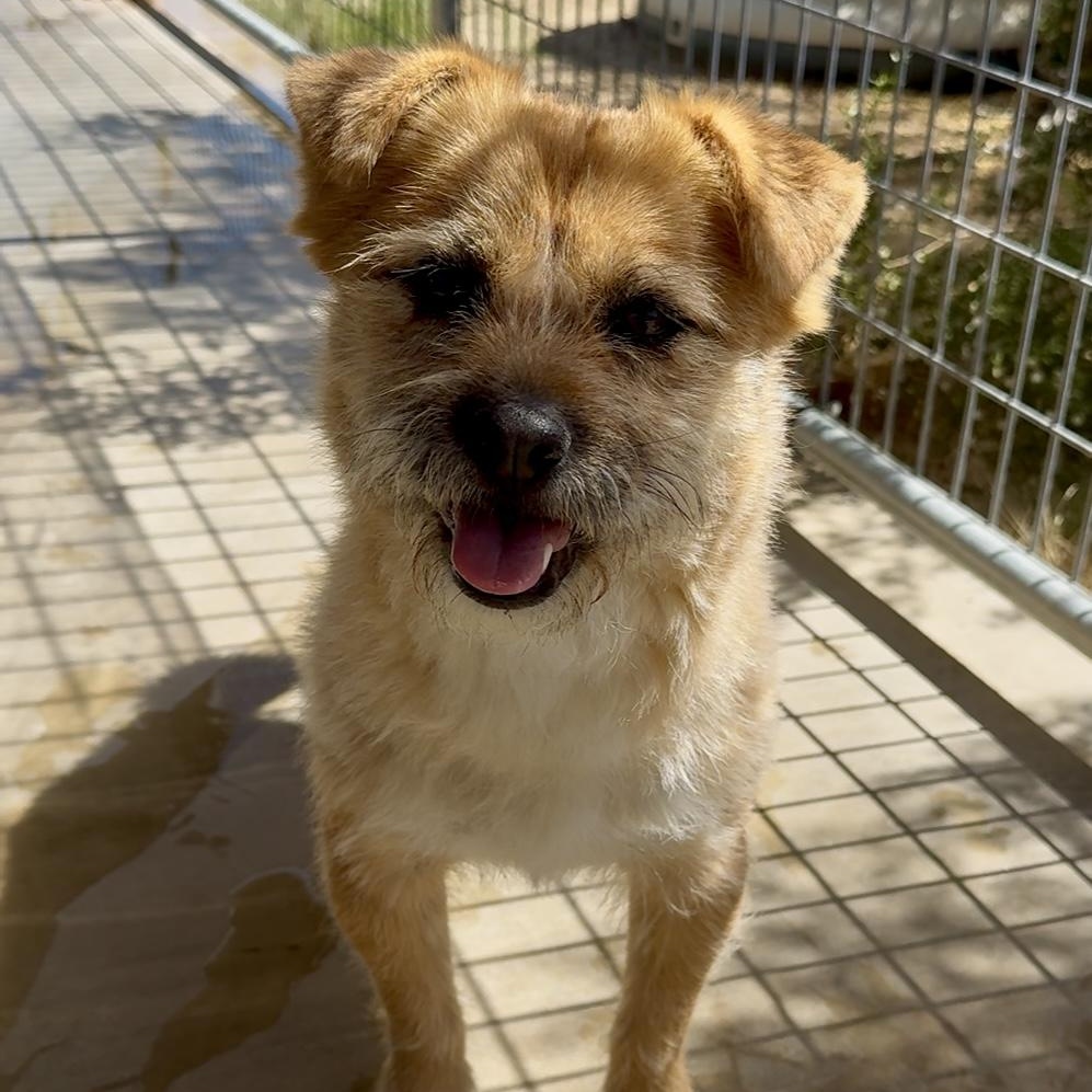 Stanley, a Adoptable mixed breed in Littlerock, CA image 4/6