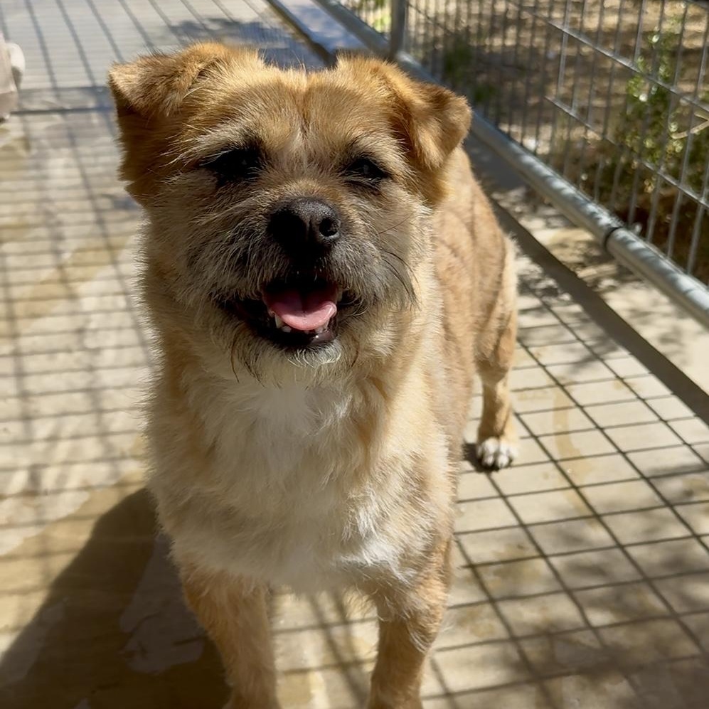 Stanley, a Adoptable mixed breed in Littlerock, CA image 5/6