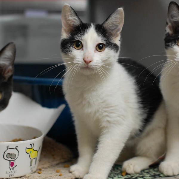 Lucy, a Adoptable mixed breed in Des Moines, IA image 2/2