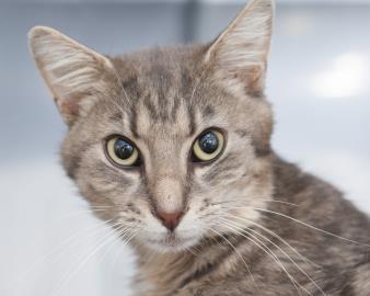 Harper (Bonded to Penelope)