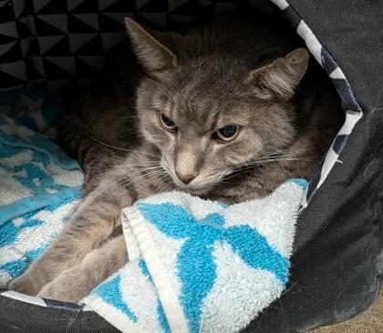 Harper (Bonded to Penelope) — thumbnail 2