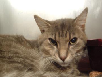 Harper (Bonded to Penelope) — thumbnail 3