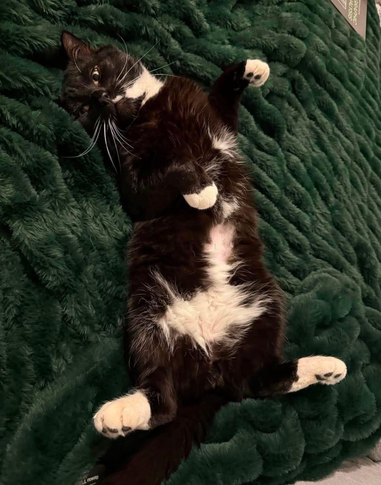 Enlarge Barbos, a Adoptable Tuxedo in brooklyn, NY image 3/6