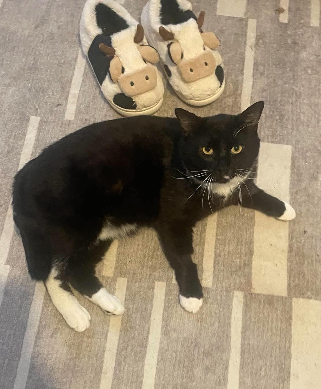 Enlarge Barbos, a Adoptable Tuxedo in brooklyn, NY image 5/6