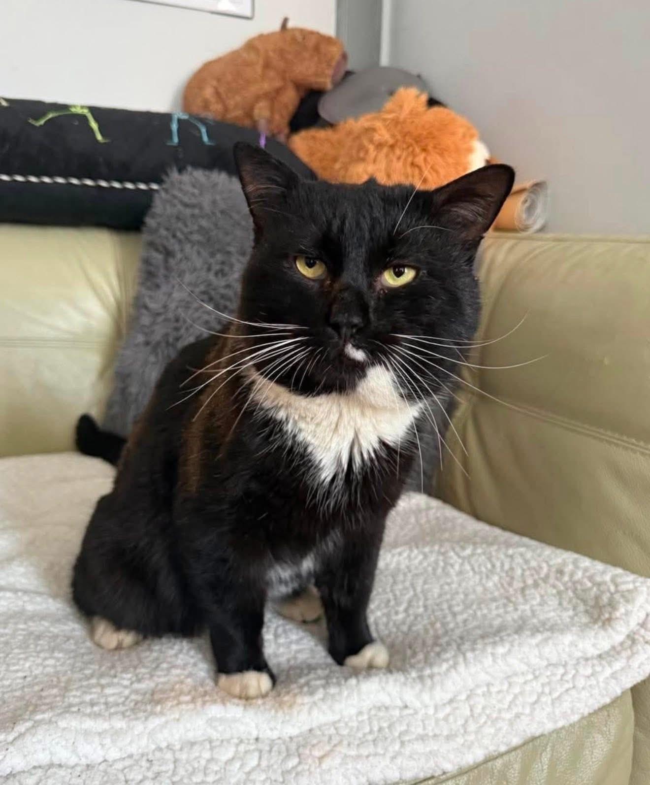 Barbos, Adoptable, Adult Male Tuxedo.
