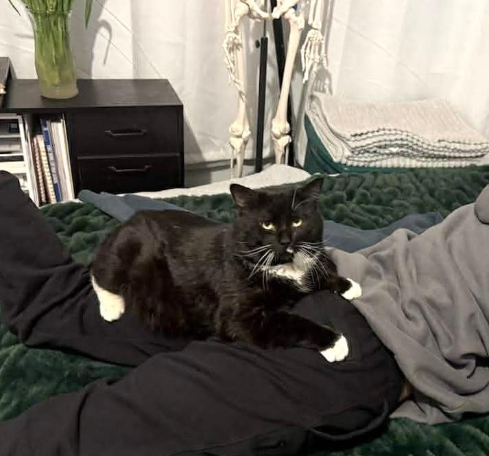 Enlarge Barbos, a Adoptable Tuxedo in brooklyn, NY image 4/6