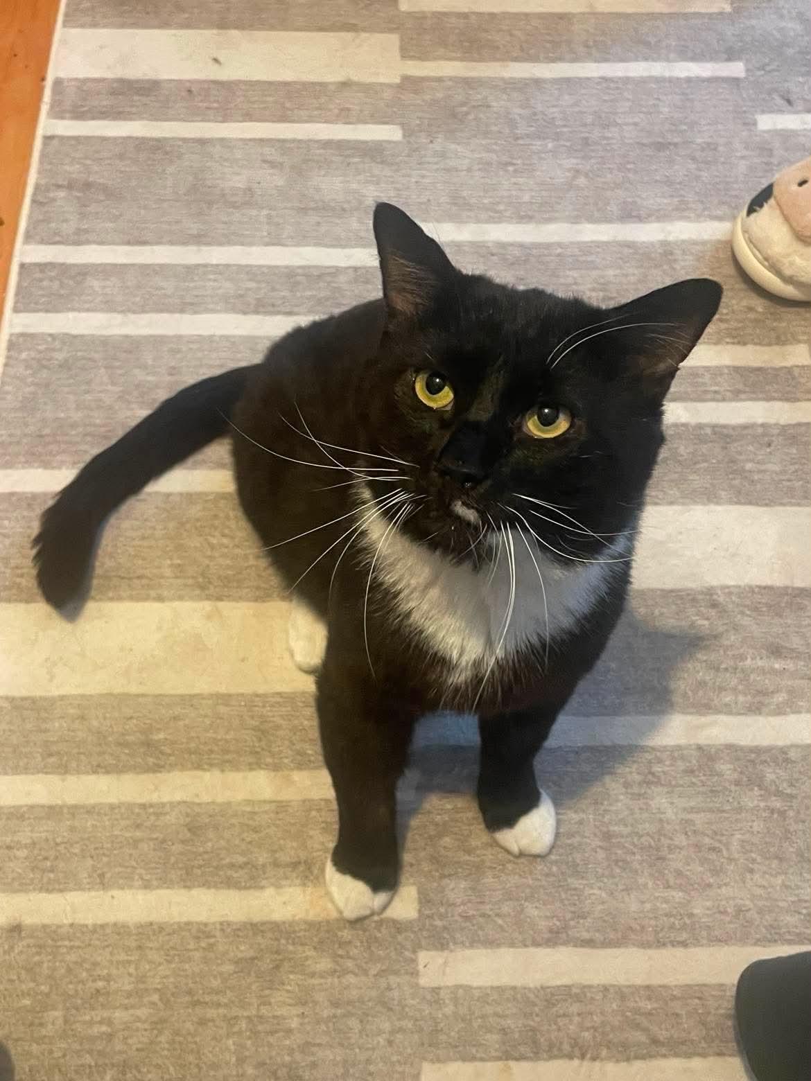Enlarge Barbos, a Adoptable Tuxedo in brooklyn, NY image 6/6