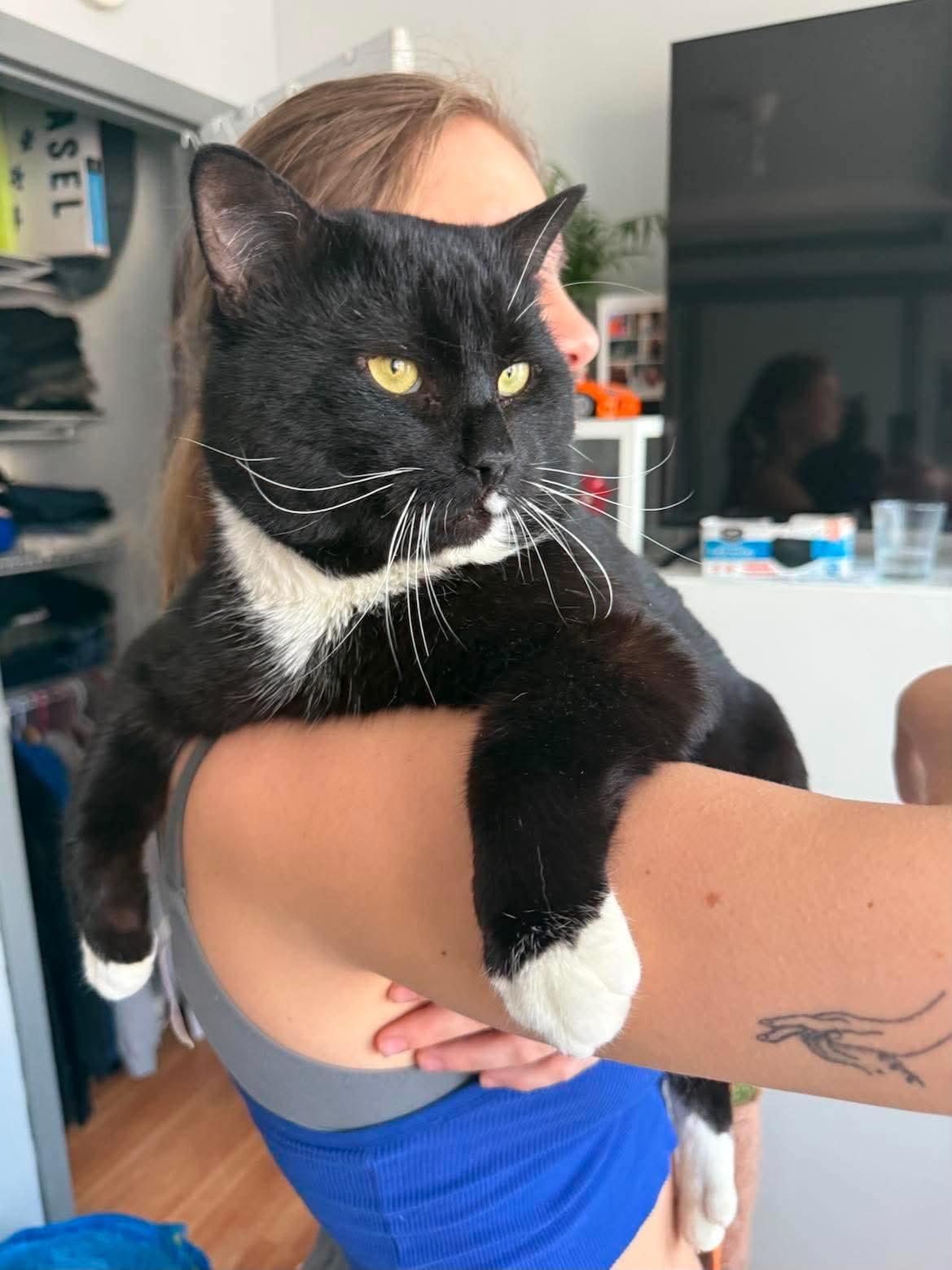 Enlarge Barbos, a Adoptable Tuxedo in brooklyn, NY image 2/6