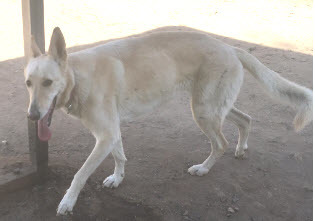 Luna photo 1