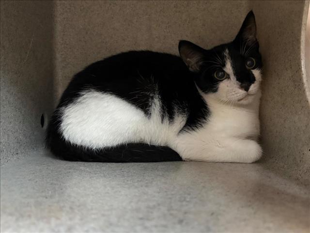 WEDNESDAY, Adoptable, Young Female Domestic Short Hair.