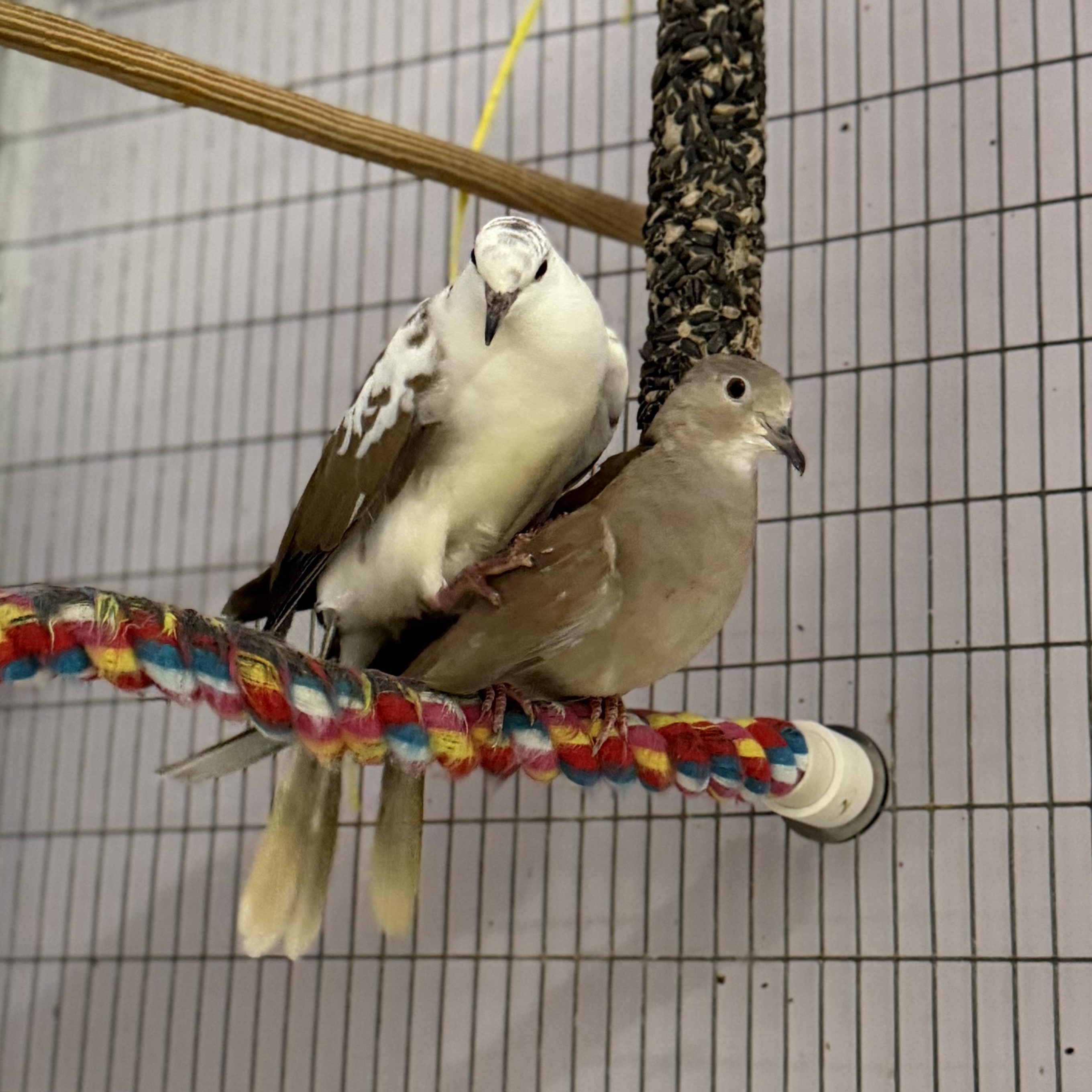 Enlarge 4 Doves, a Adoptable Dove in Quilcene, WA image 5/6