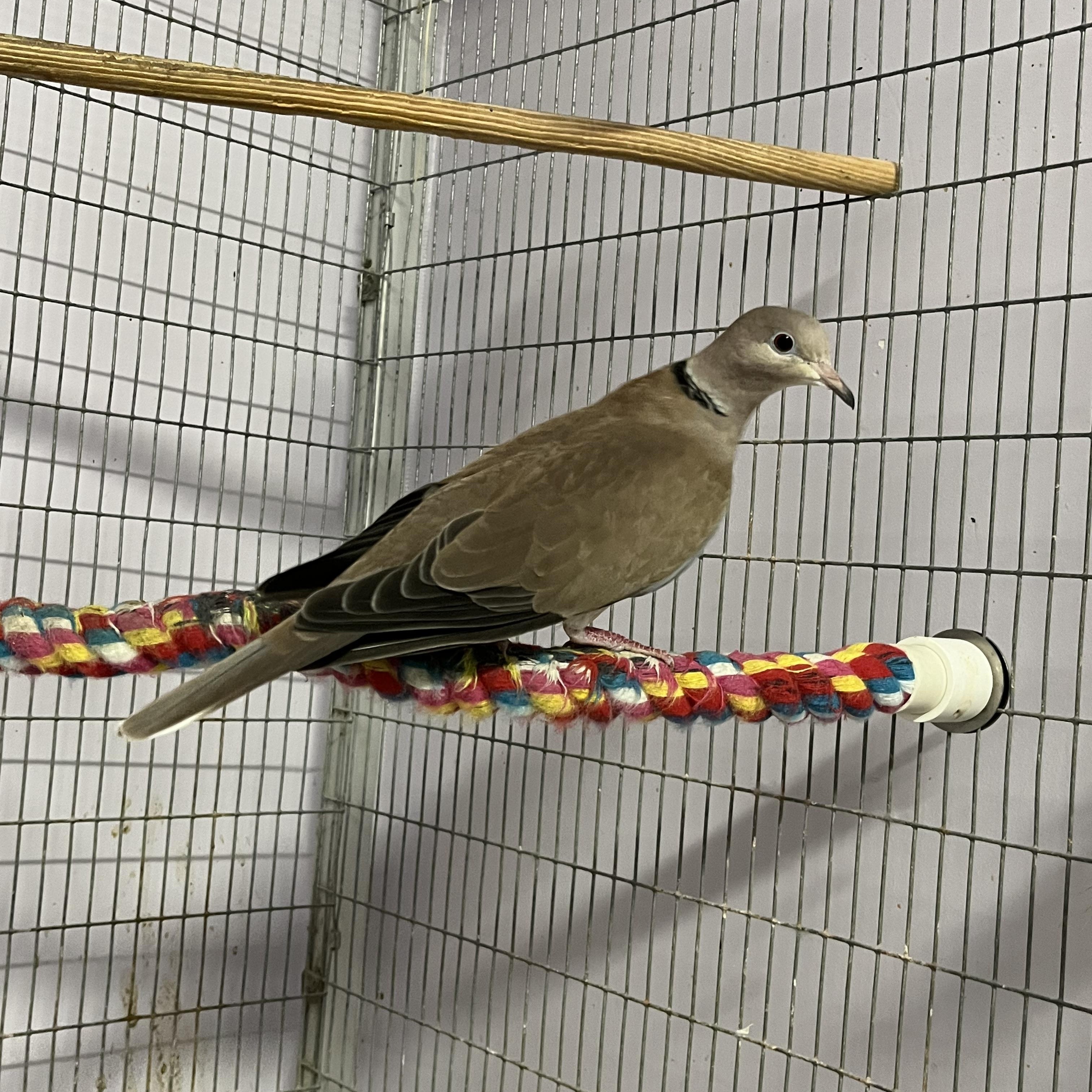 3 Doves, a Adoptable Dove in Quilcene, WA image 1/6