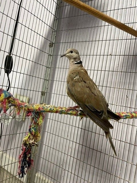3 Doves, a Adoptable Dove in Quilcene, WA image 6/6