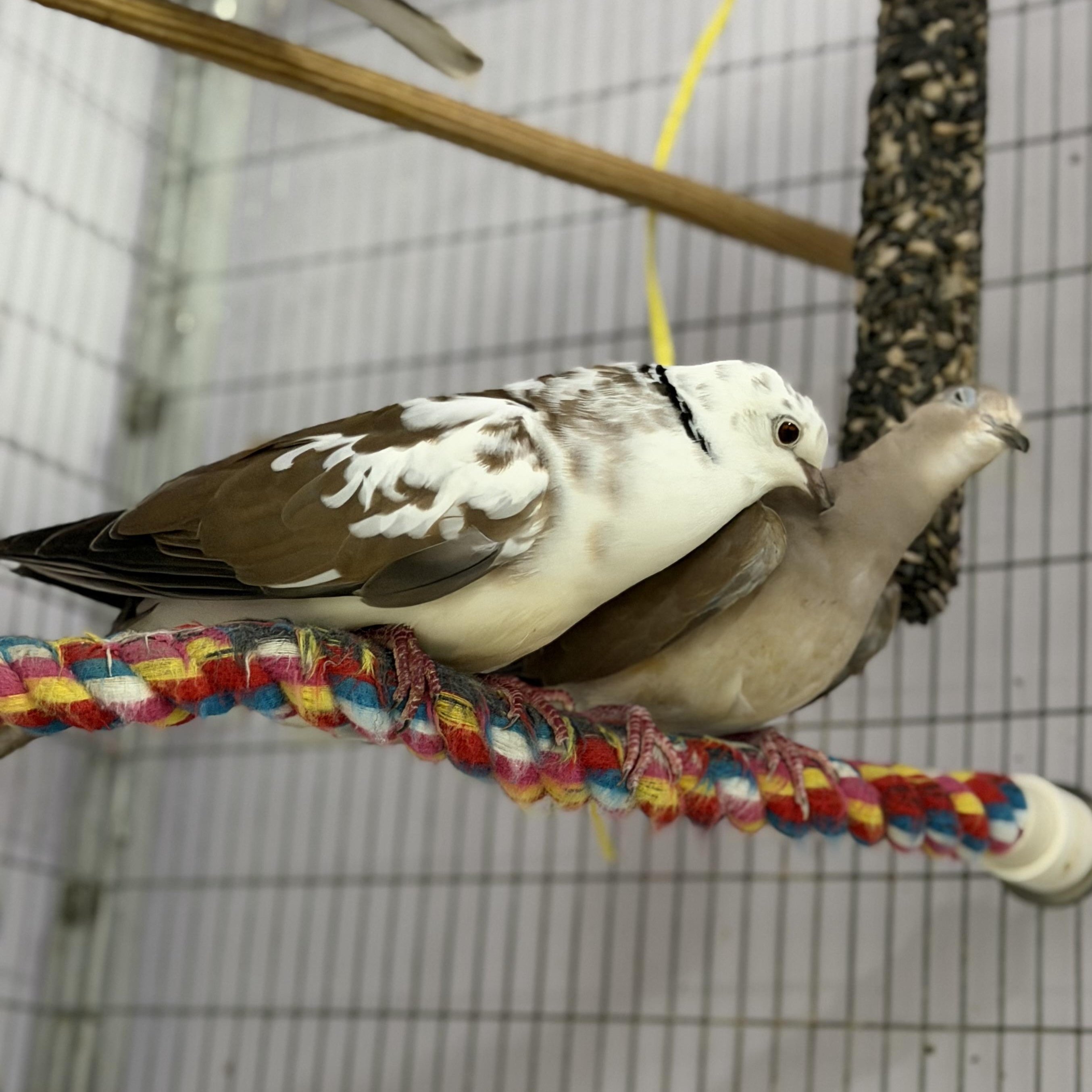 Enlarge 4 Doves, a Adoptable Dove in Quilcene, WA image 6/6