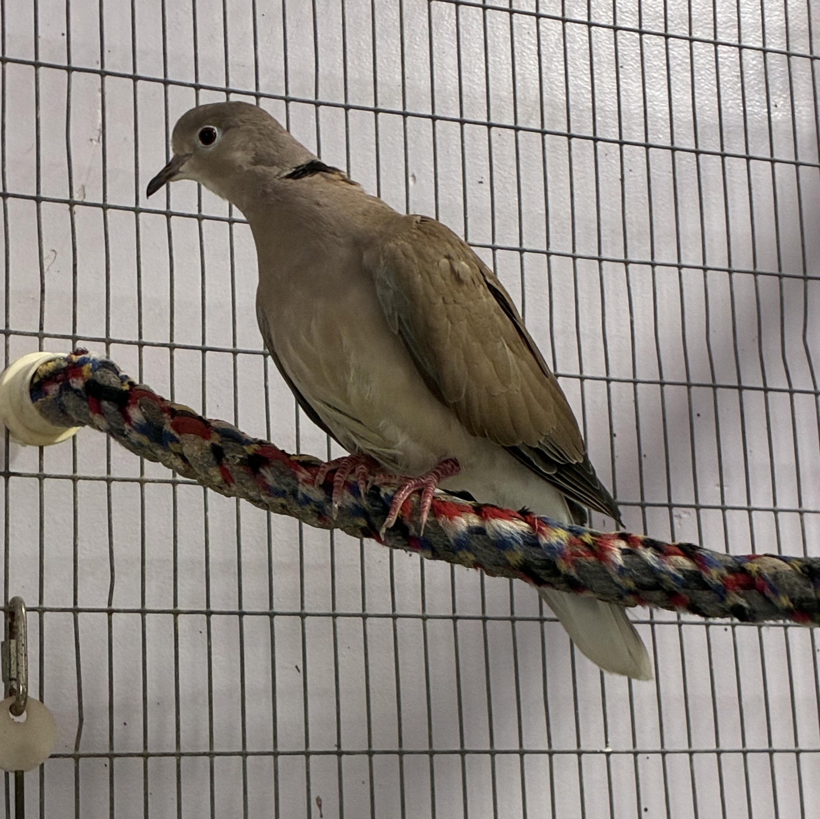 3 Doves, a Adoptable Dove in Quilcene, WA image 5/6