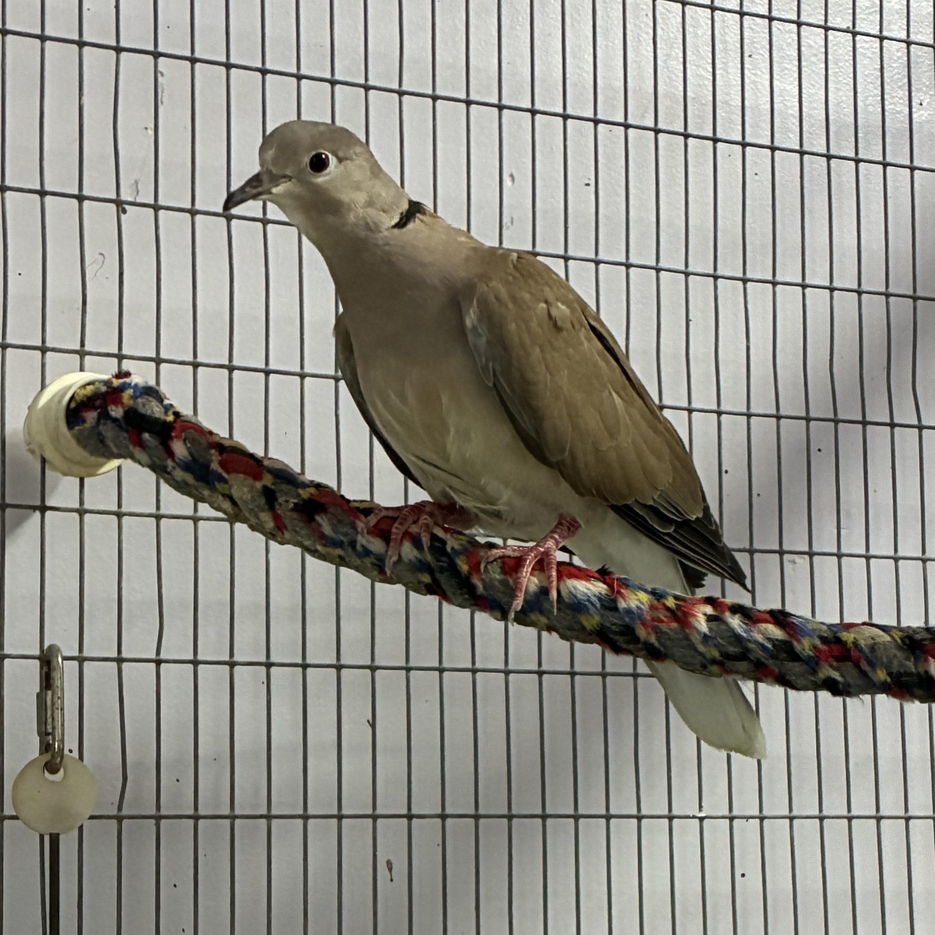 3 Doves photo 3