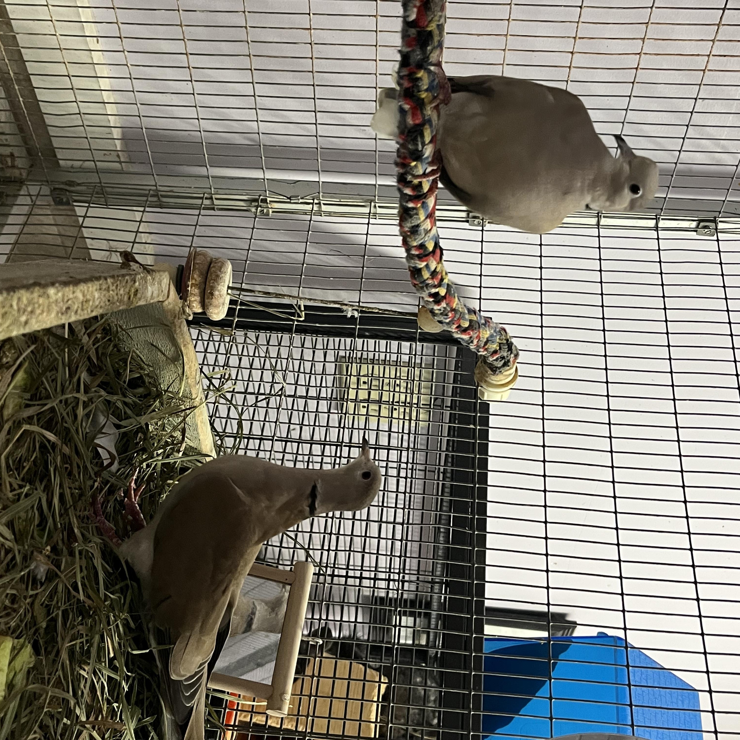 3 Doves, a Adoptable Dove in Quilcene, WA image 2/6
