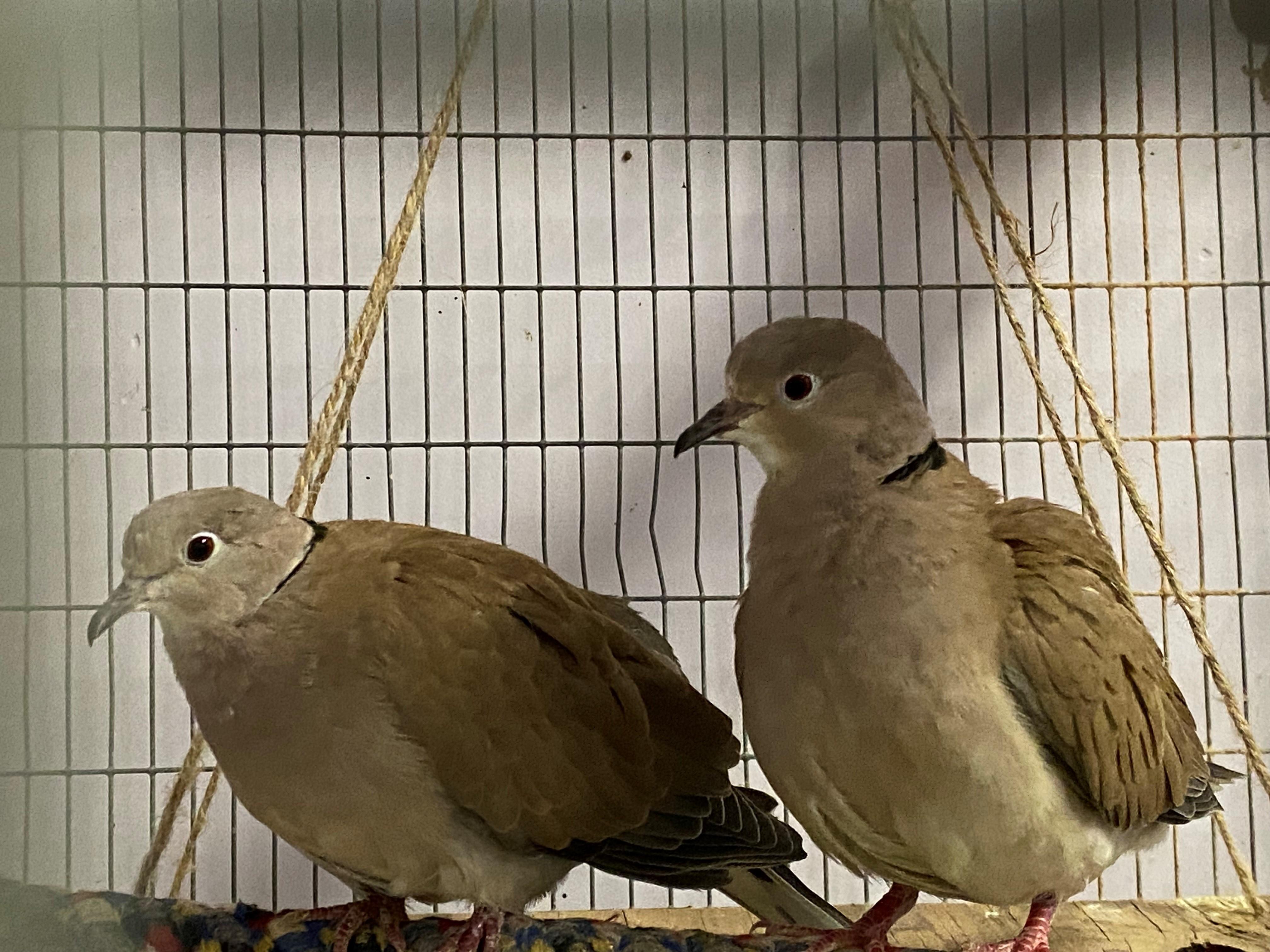 3 Doves, Young Female unknown