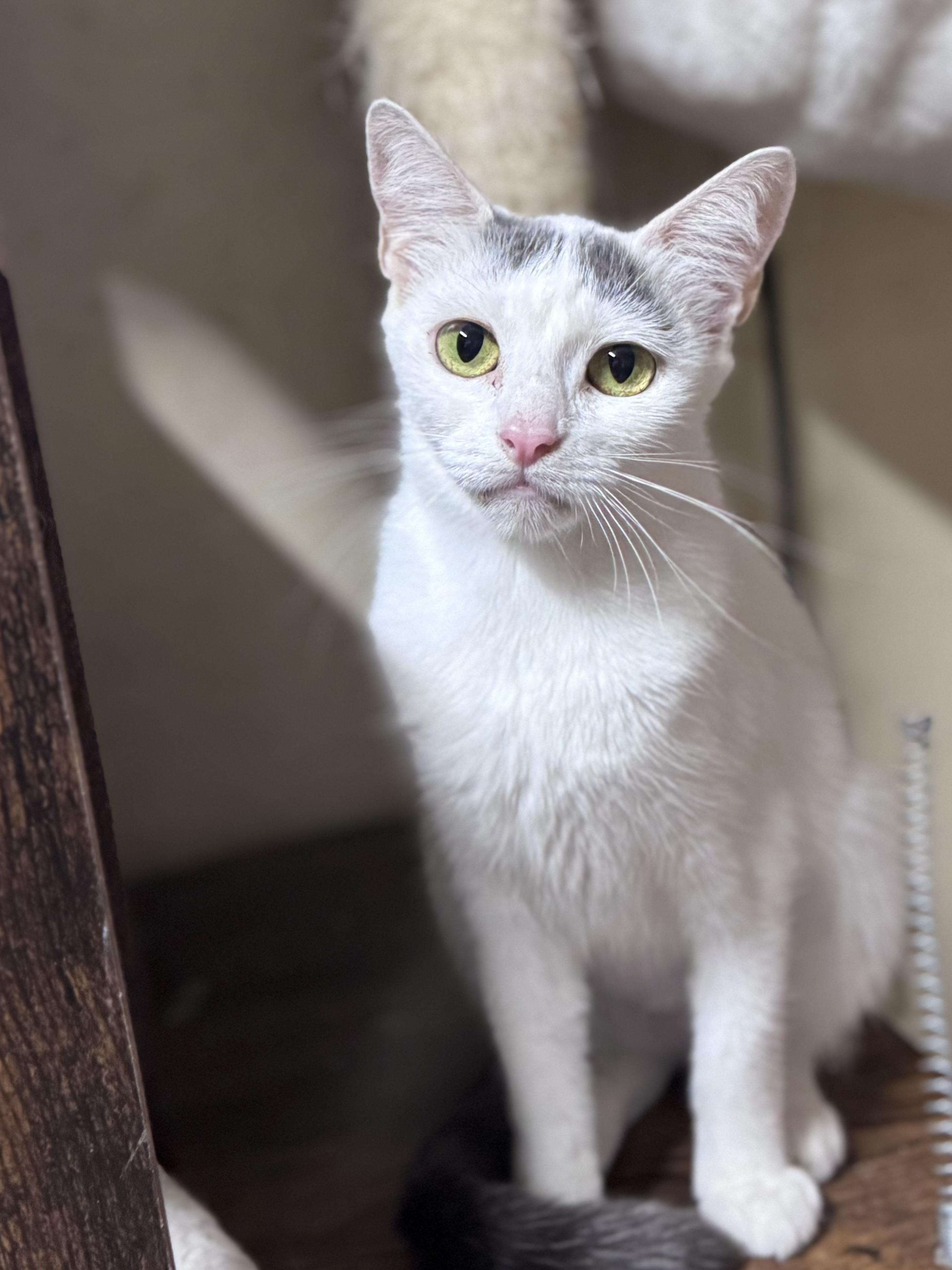 Patch, a Adoptable American Shorthair in Rixeyville, VA image 1/2