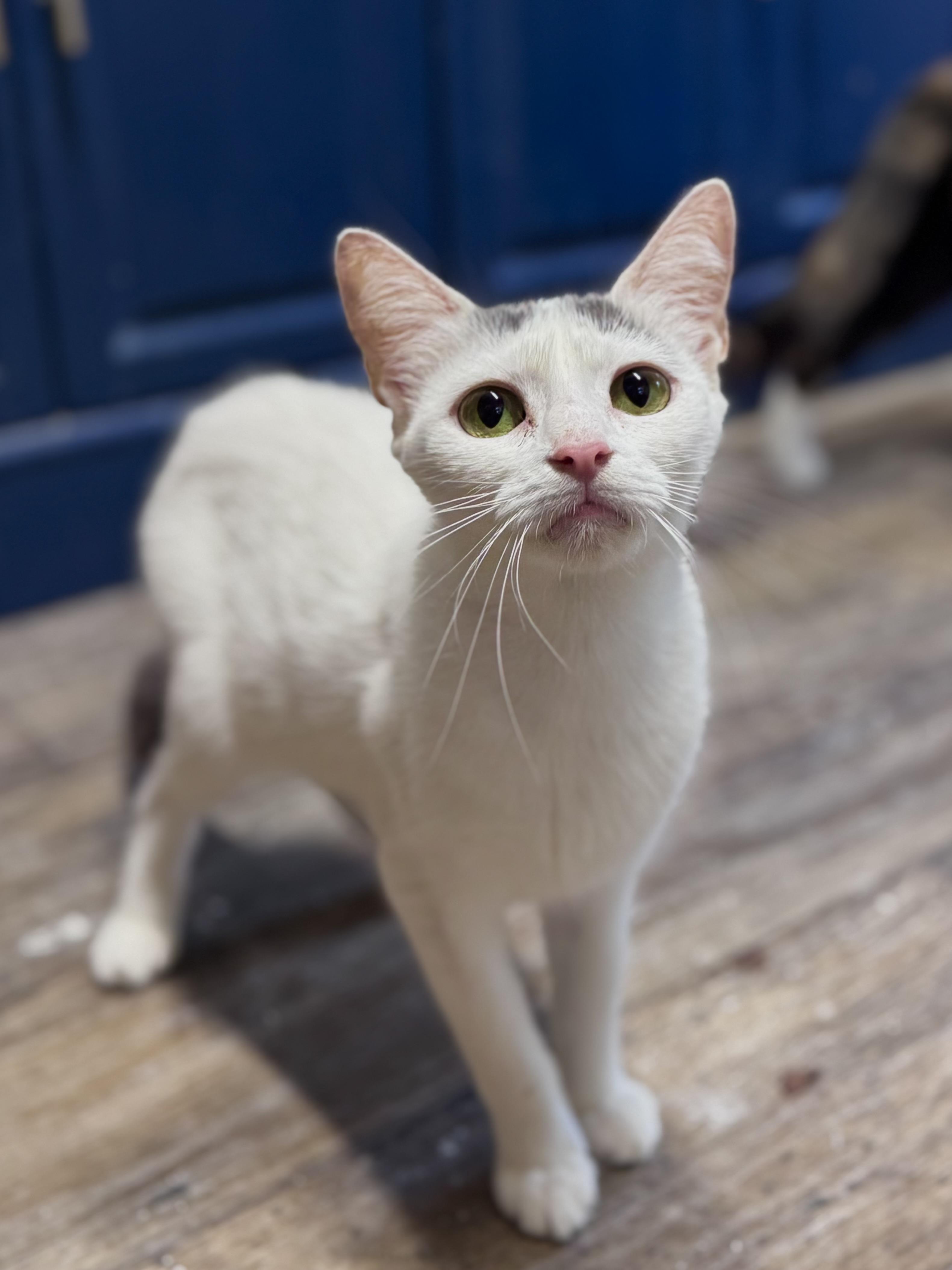 Patch, a Adoptable American Shorthair in Rixeyville, VA image 2/2
