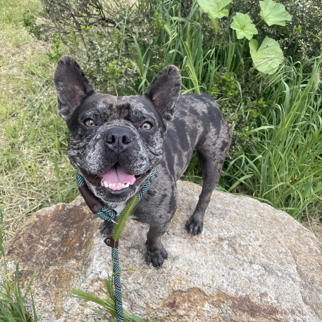 Stitch, Adoptable, Adult Male French Bulldog.