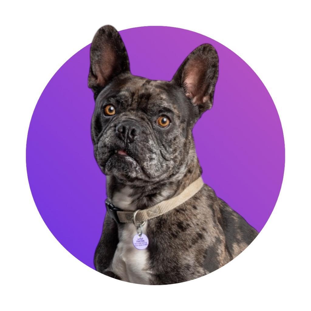 Enlarge Stitch, a Adoptable French Bulldog in Pacific Grove, CA image 2/6