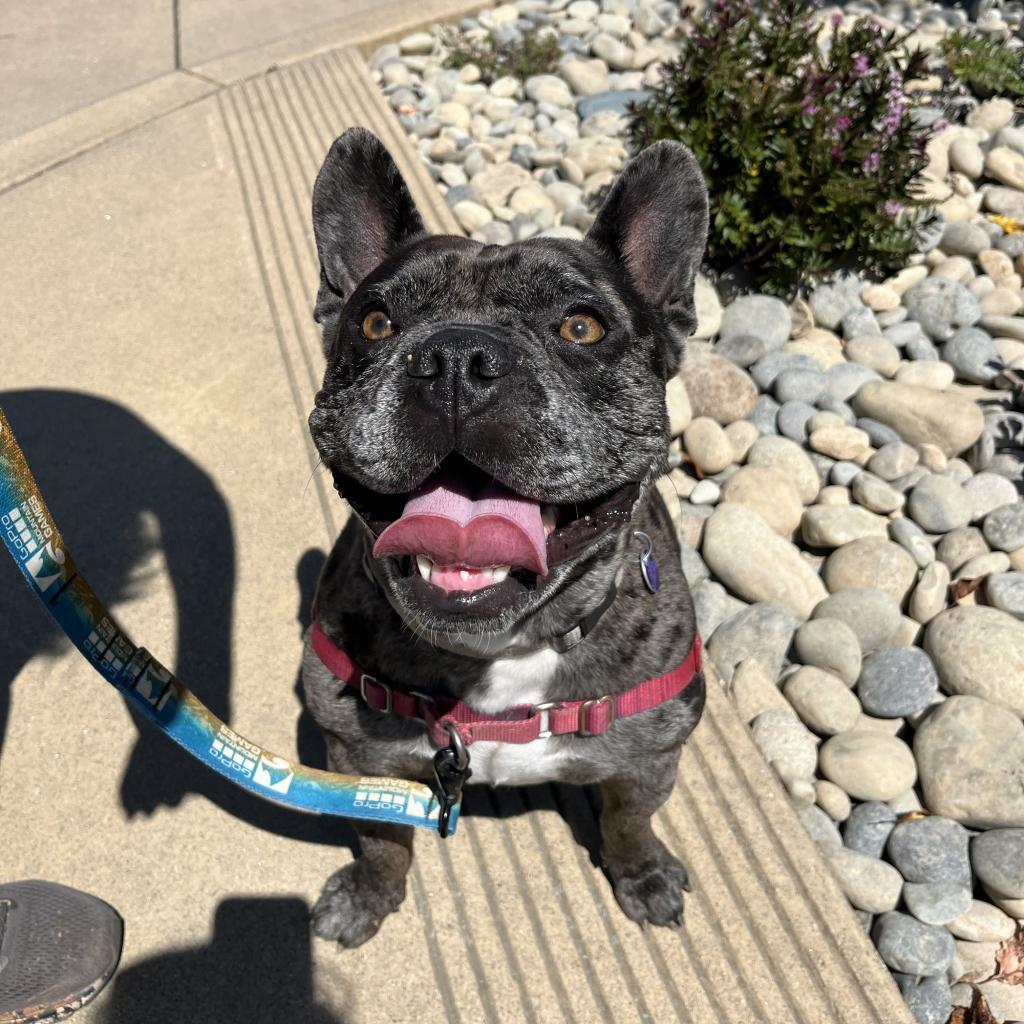 Enlarge Stitch, a Adoptable French Bulldog in Pacific Grove, CA image 3/6