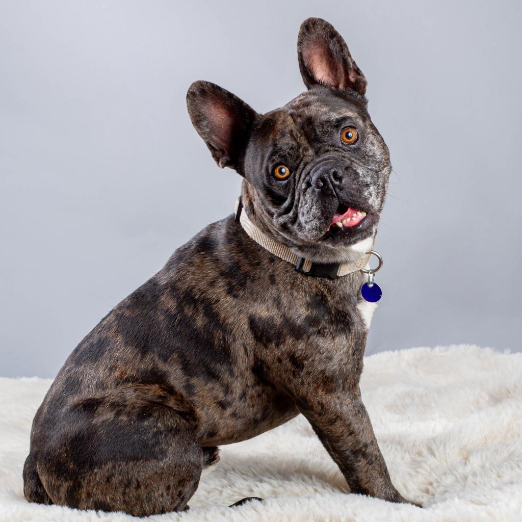 Enlarge Stitch, a Adoptable French Bulldog in Pacific Grove, CA image 4/6
