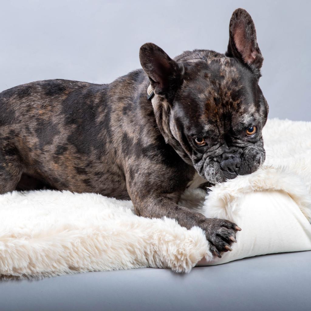 Enlarge Stitch, a Adoptable French Bulldog in Pacific Grove, CA image 5/6
