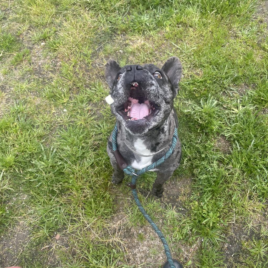 Enlarge Stitch, a Adoptable French Bulldog in Pacific Grove, CA image 6/6