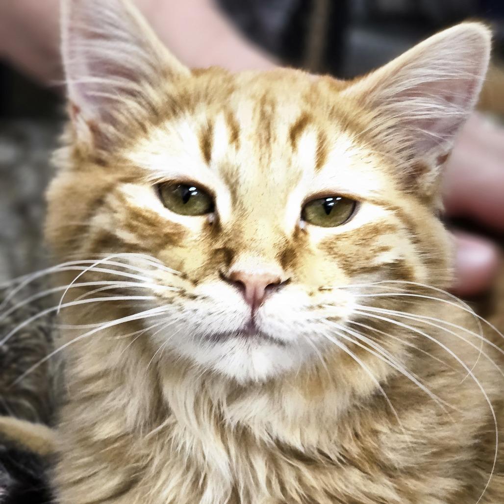 Chance — thumbnail 2