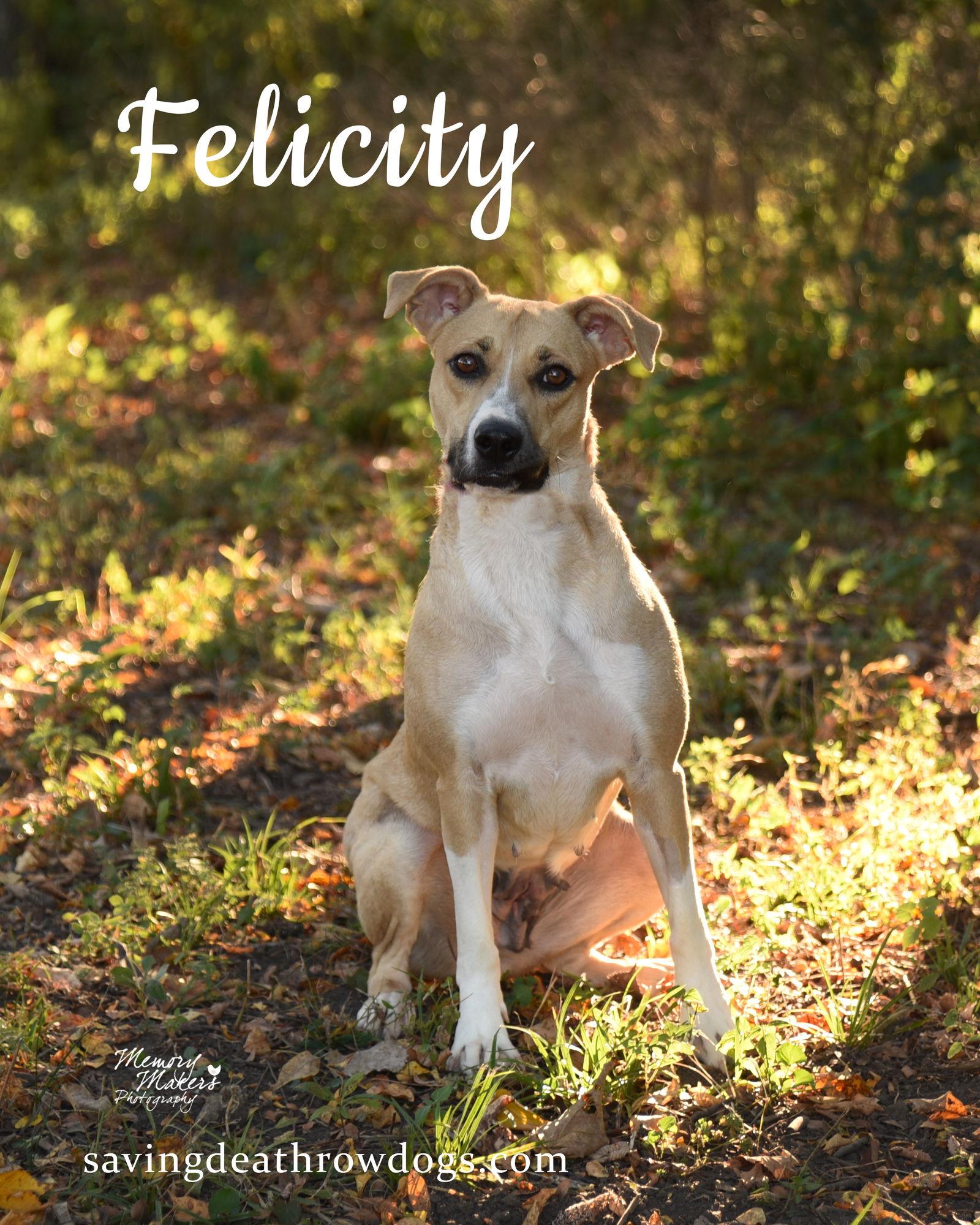 Felicity, a Adoptable Mixed Breed in Topeka, KS image 1/2