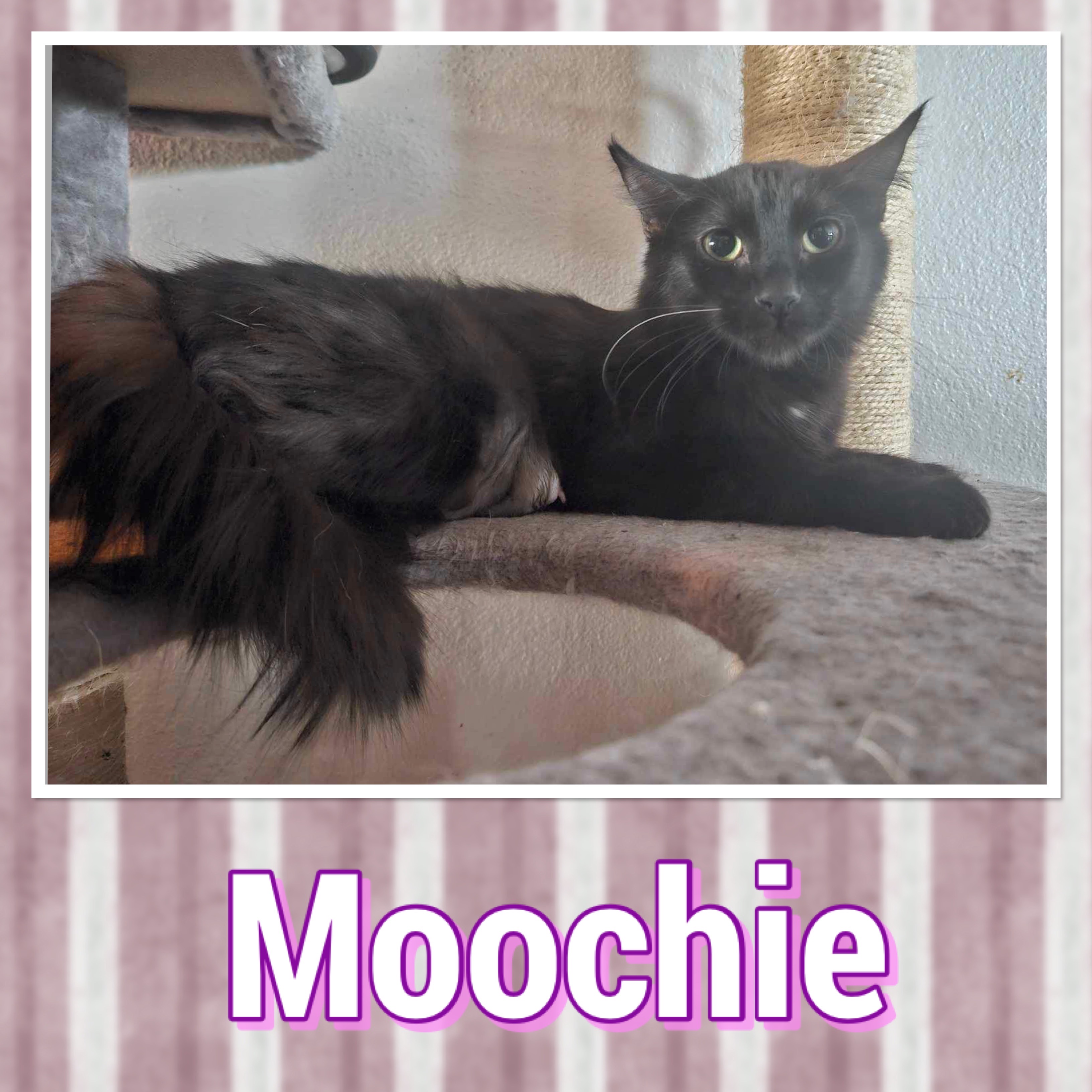 Moochie, Young Female Domestic Short Hair