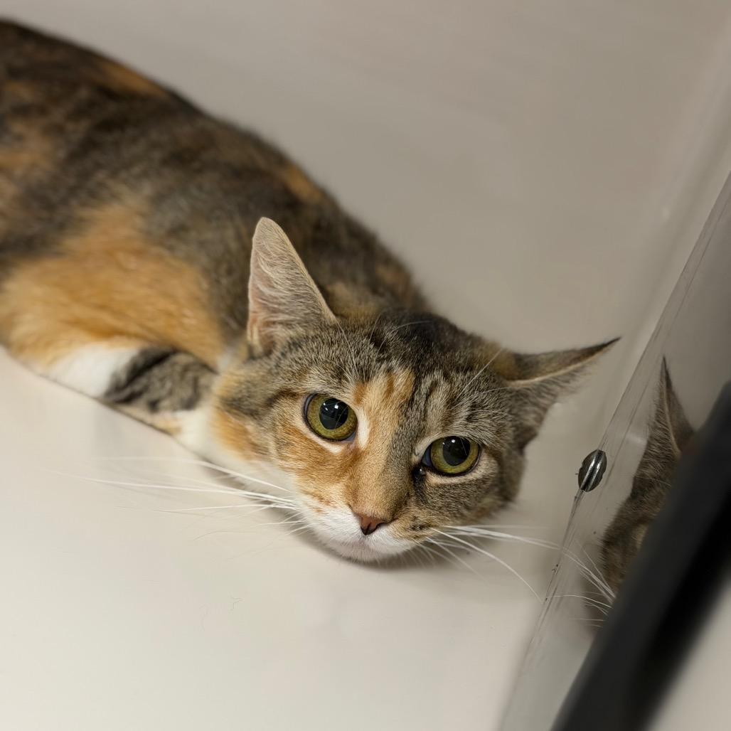 Frisky, a Adoptable Domestic Short Hair in Watertown, NY image 1/3