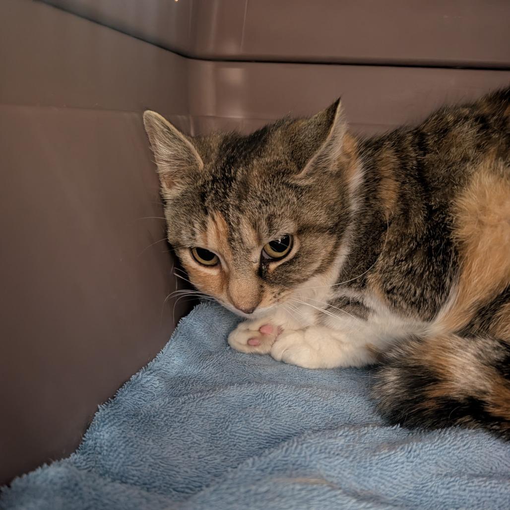Frisky, a Adoptable Domestic Short Hair in Watertown, NY image 2/3